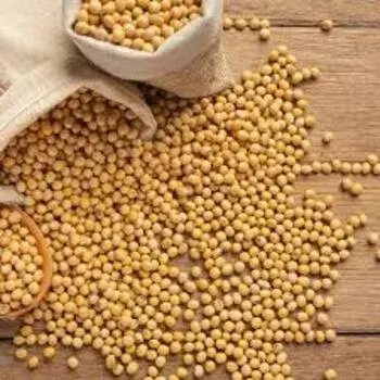 Soya Protein